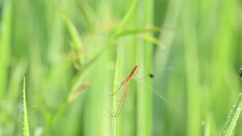Tibellus oblongus spider. Stock Footage 320520629