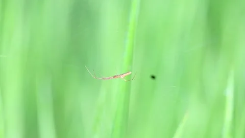 Tibellus oblongus spider. Stock Footage 320520649