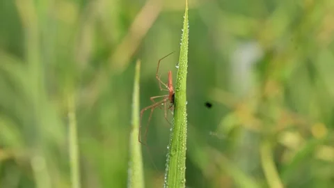 Tibellus oblongus spider. Stock Footage 320520703