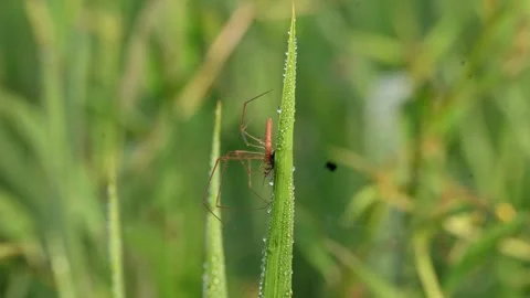Tibellus oblongus spider. Stock Footage 320520720