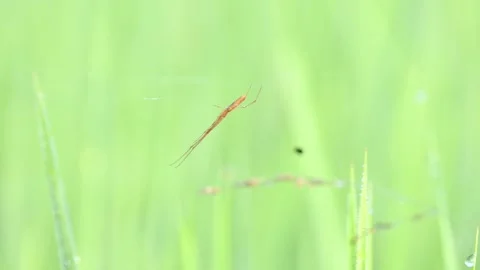 Tibellus oblongus spider. Stock Footage 320520734