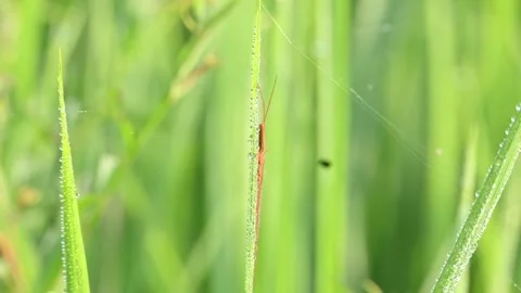 Tibellus oblongus spider. Stock Footage 320520736