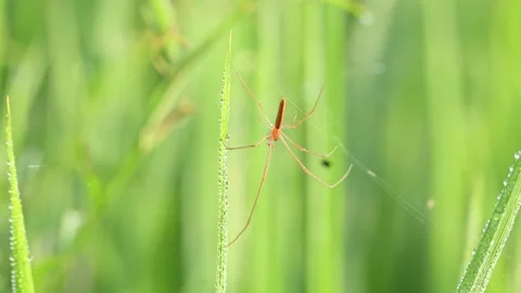 Tibellus oblongus spider. Stock Footage 320520774