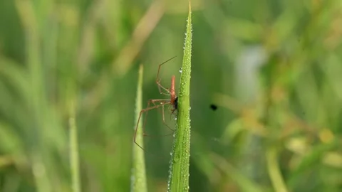 Tibellus oblongus spider. Stock Footage 320520779