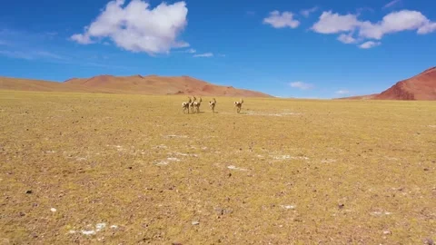 Tibet blue sheep Stock Footage 243073904