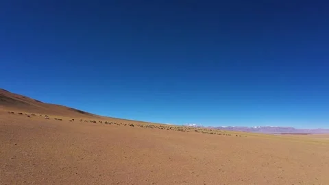Tibet ecology, the third in the world Pole, Animal Migration, Stock Footage 241970871