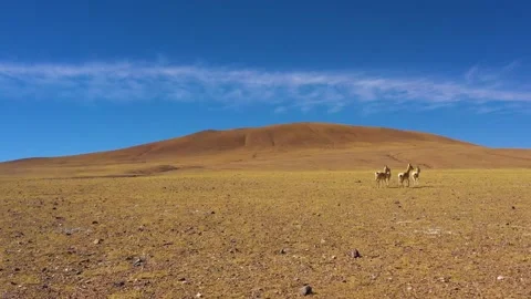 Tibet goat Stock Footage 243074599