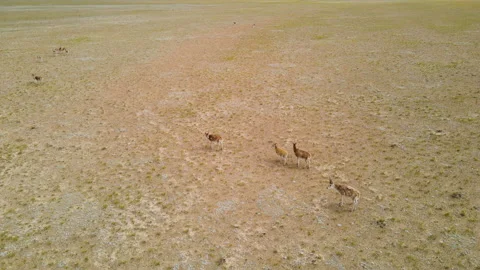 Tibetan antelope 2 Video stock 142981194