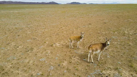 Tibetan antelope 3 Video stock 142982092