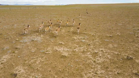 Tibetan antelope 4 Stock Footage