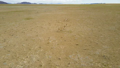 Tibetan antelope 5 Video stock 142982305