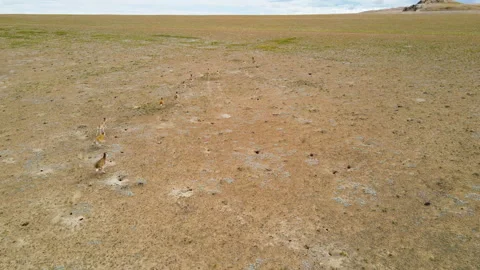 Tibetan antelope 6 Video stock 142983583