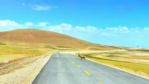 Tibetan Antelope Walking on Remote Mountain Road Under Blue Sky Tibet China 動画素材 346737872