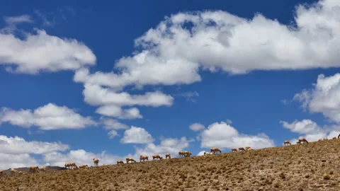 Tibetan antelopes on the mountaintop clouds by long-focus aerial photography Vídeos de archivo 287065658