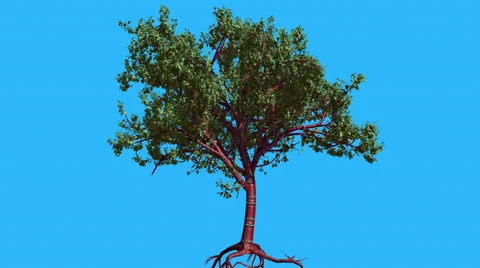 Tibetan Cherry Tree is Swaying at The Wind Green Tree Leaves Are Fluttering Stock Footage 57818153
