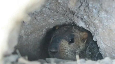 Tibetan Gopher digs deeper inside a burrow hole in the ground Stock Footage 74643206