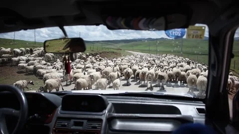 Tibetan herd of sheep blocking road as truck passes through in Sangke grasslands Stock Footage 72510489