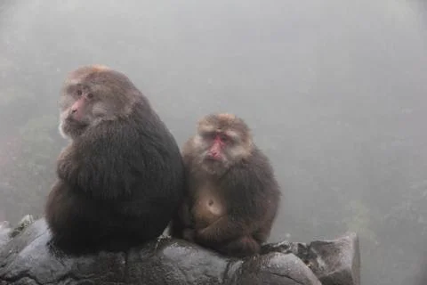 Tibetan macaques in mount emei Stock Photos