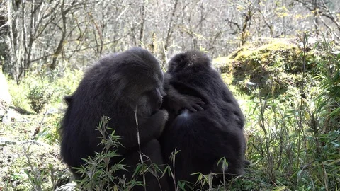 Tibetan Macaques sitting on the ground in forest on a sunny day Stock Footage 120031147