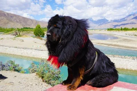 Tibetan mastiff Stock Photos