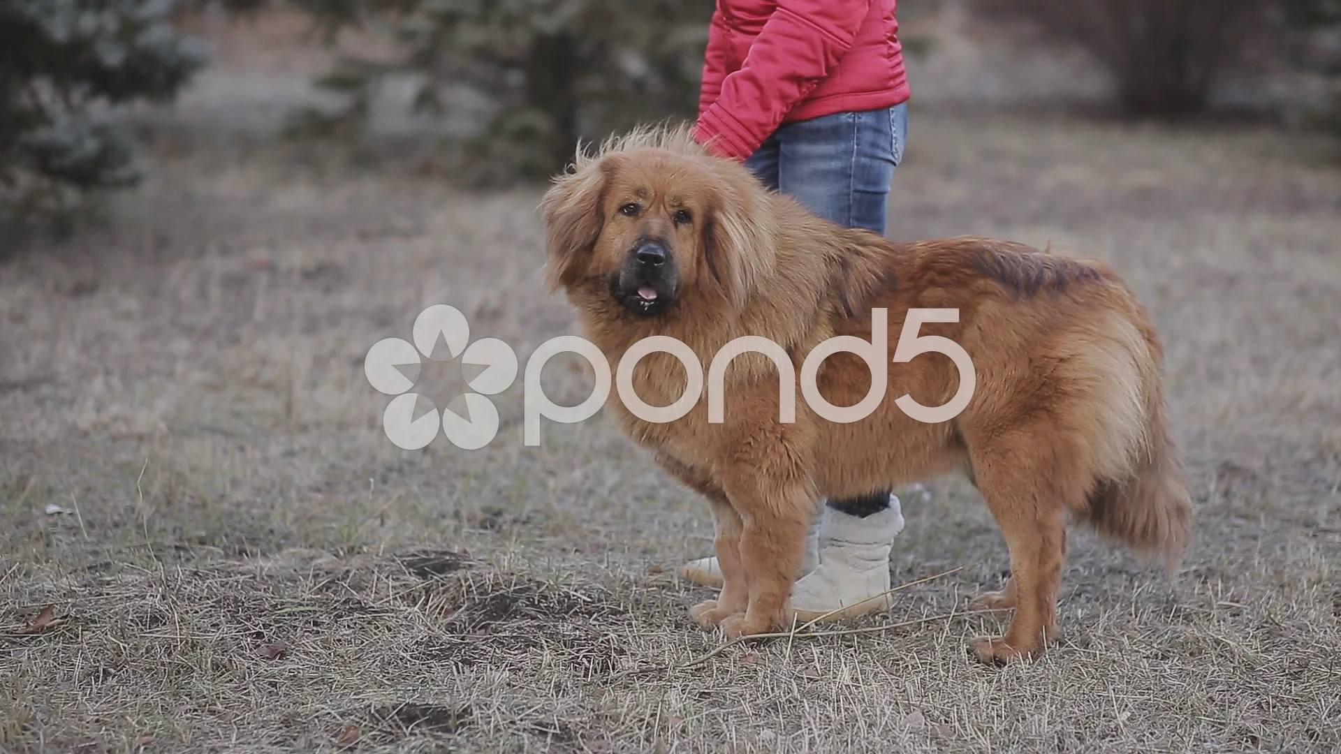 how tall are tibetan mastiff standing on their hind legs