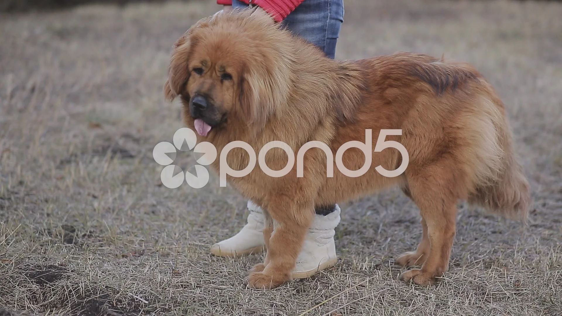 Tibetan mastiff on walk with the owner | Stock Video | Pond5