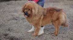 how tall are tibetan mastiff standing on their hind legs