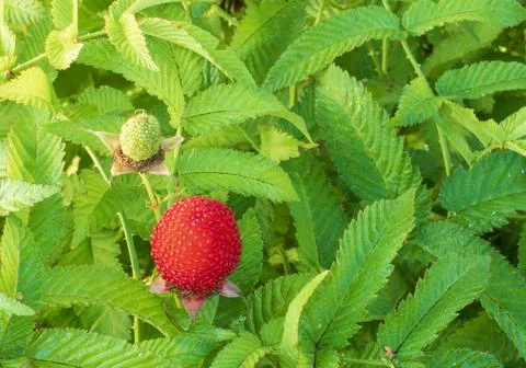 Tibetan raspberry varieties strawberry - raspberry berry against the background Stock Photos