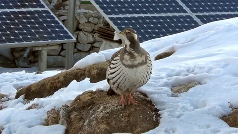 Tibetan snowcock Stock Footage 75037795