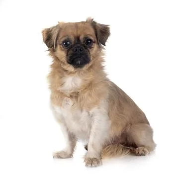 Tibetan spaniel in studio Stock Photos