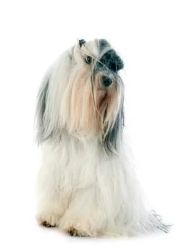 Tibetan terrier Stock Photos