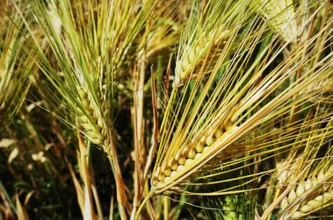 Tibetan wheat 스톡 사진