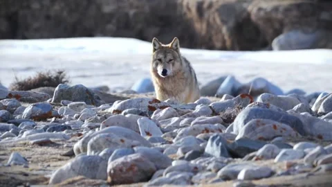 Tibetan wolf hiding behind rocks in a snowy landscape Stock Footage 335248918