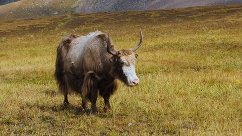 Tibetan Yak is aggressive Stock Footage 115836174
