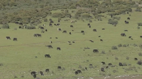 Tibet`s wild life Video stock 68200208