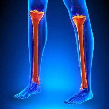 Tibia Anatomy Bones with Ciculatory System 스톡 일러스트