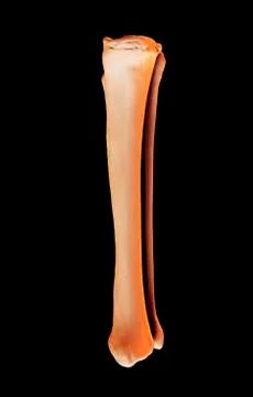 Tibia and fibula, artwork Stock Illustration
