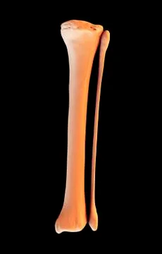 Tibia and fibula, artwork Stock Illustration