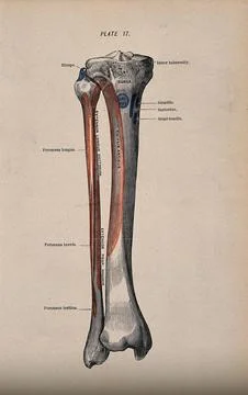 Tibia and fibula bones. Colour wood engraving with letterpress, 1860/1900? Stock Illustration