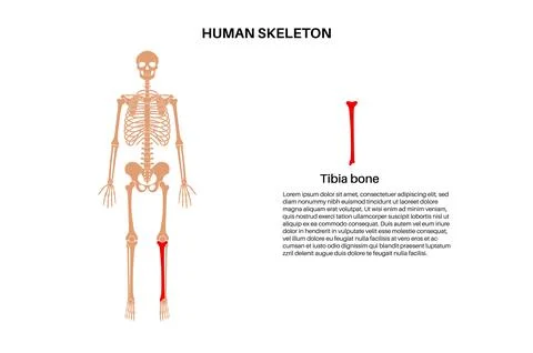 Tibia bone anatomy Stock Illustration