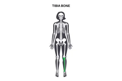 Tibia bone anatomy Stock Illustration
