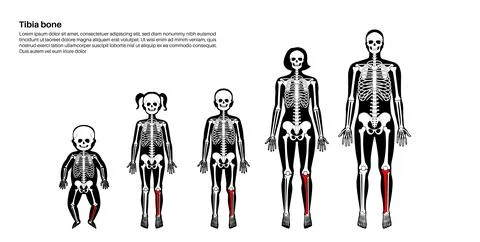 Tibia bone anatomy Stock Illustration