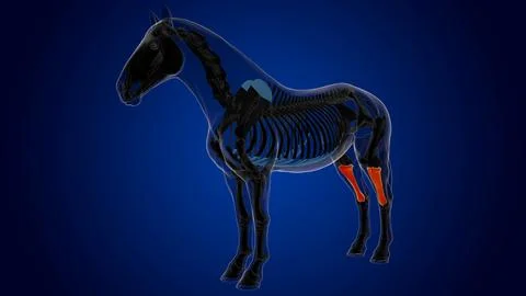 Tibia bone horse skeleton anatomy for medical concept 3D Illustration Stock Illustration
