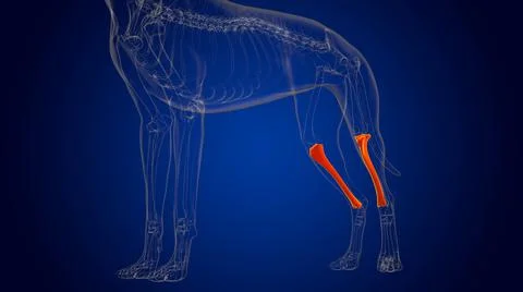 Tibia Bones Dog skeleton Anatomy For Medical Concept 3D Illustrazione stock