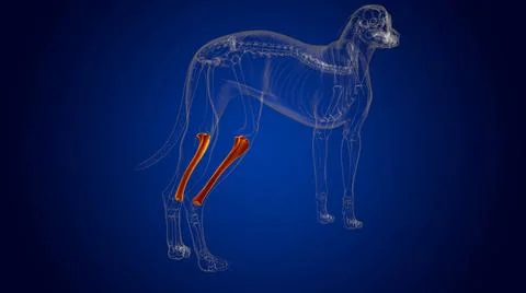 Tibia Bones Dog skeleton Anatomy For Medical Concept 3D Stock Illustration