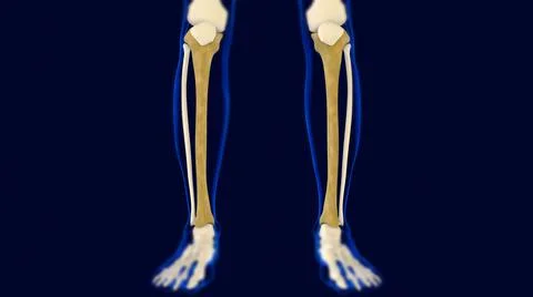 Tibia Bones Human skeleton anatomy 3D Rendering Stock Illustration