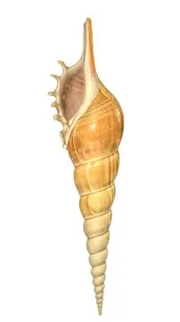 Tibia Fusus conch shell illustration isolated on white with clipping path Illustrazione stock