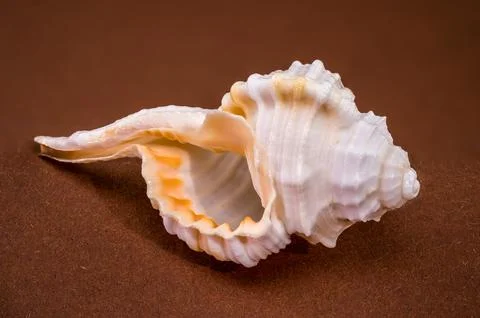 Tibia fusus seashell on brown background Stock Photos