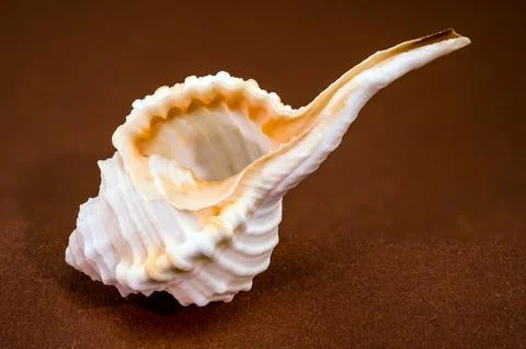 Tibia fusus seashell on brown background Stock Photos