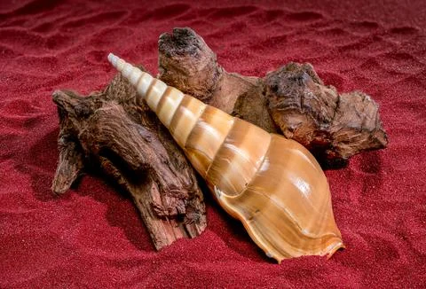 Tibia Fusus Shell on Driftwood over Textured Red Sand Stock Photos